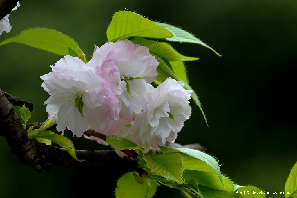最后4张樱花
